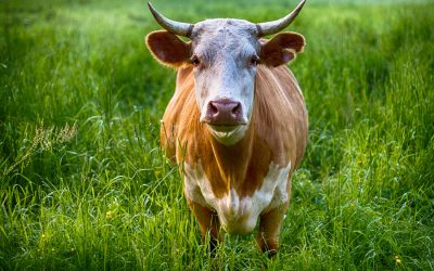 Don’t be duped by grass-fed beef