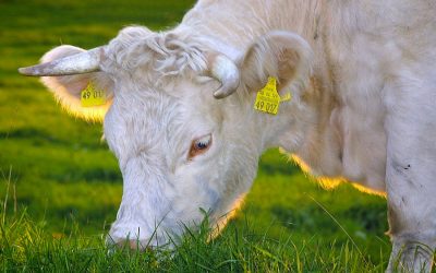 Organic meat production isn’t better for the environment