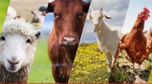 livestock 1
