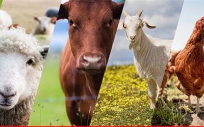 Livestock farming is inextricably linked to climate change