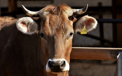 Its not just big Tech, Big Agriculture is just as guilty!