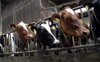 Animal agriculture is the biggest threat to biodiversity