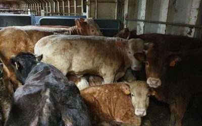 Onboard Spain’s livestock ship animals experience terror