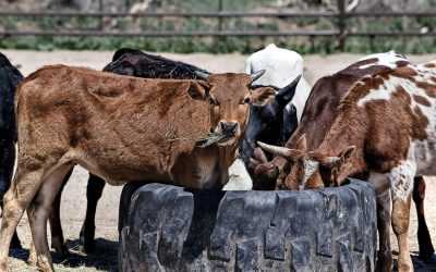 The food crisis and climate crisis go hand-in-hand
