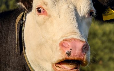 Veganism is key to halting climate catastrophe, says new report