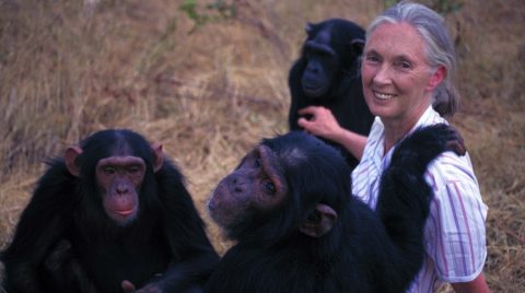 Jane Goodhall with chimps