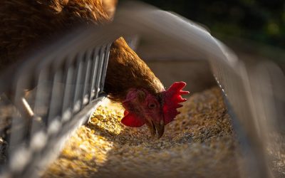 Unsustainable food systems are the cause of most GHG emissions, says new study