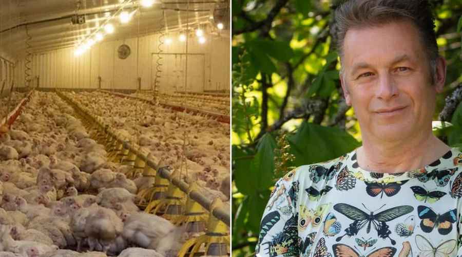 chris packham and chickens