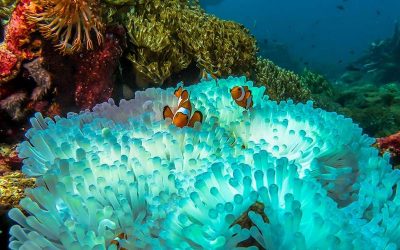 Human activities are responsible for dying coral reefs
