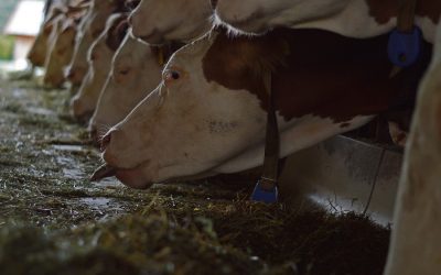 Seaweed cow feed solution won’t change impact on climate change