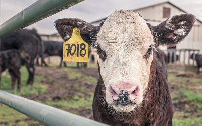 Growing meat consumption could cost us the future of our planet