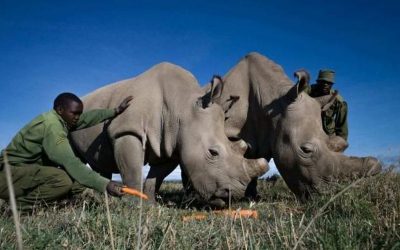 New documentary “Extinction: The Facts” from David Attenborough shows we have run out of time