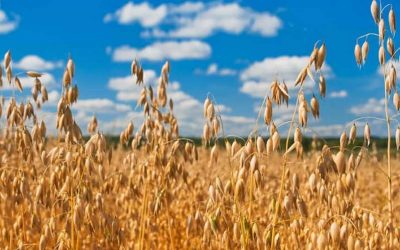These farmers have switched from meat farming to plants
