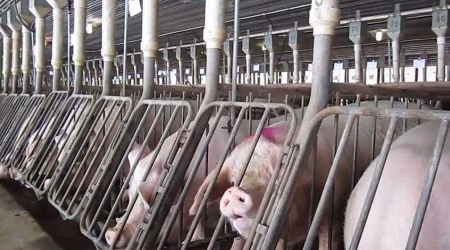 pig factory farms