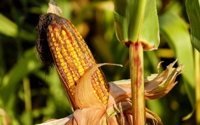 Plants are less nutritional than ever, thanks to climate change