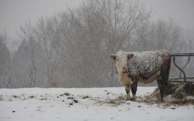 When climate change hits the meat industry, animals suffer