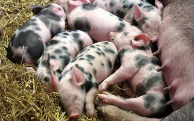 Most vegans switched to veganism for ethical reasons, finds survey