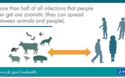 What is Zoonoses and how does it impact you?