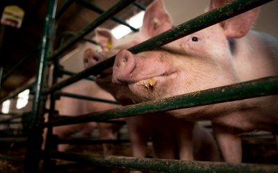 A ‘biofuels solution’ for unwanted gas won’t lessen environmental impact of pig farming