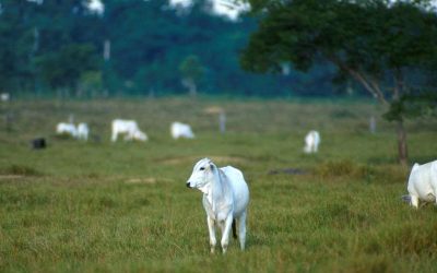 Animal agriculture is the biggest cause of deforestation