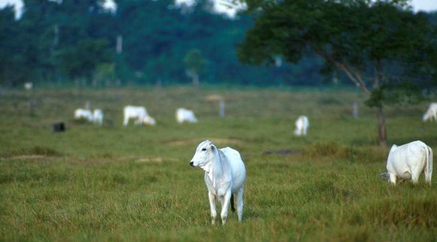 cattle in forest 1