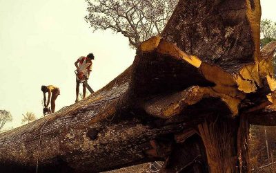 Study suggests only 3{85424e366b324f7465dc80d56c21055464082cc00b76c51558805a981c8fcd63} of world’s habitat are still undamaged by human activities