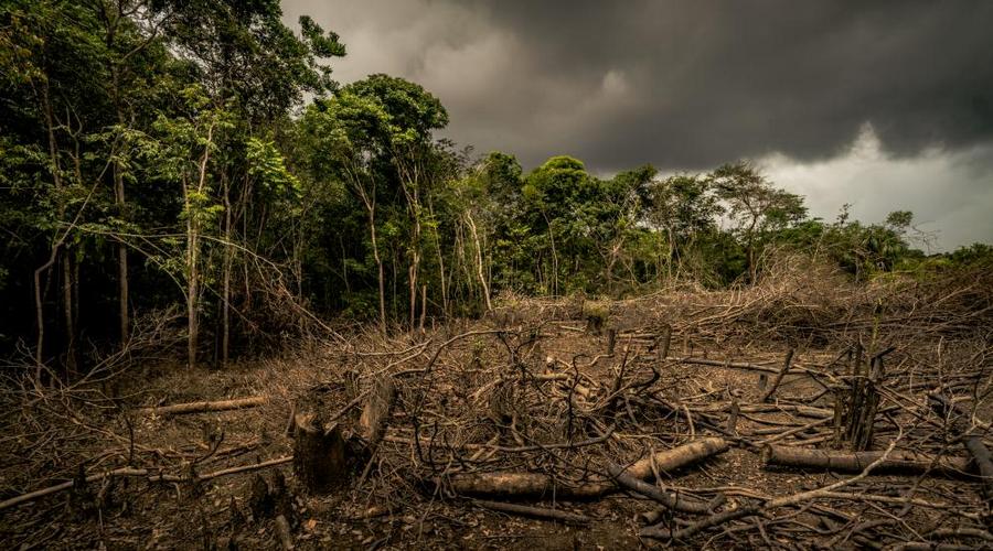 deforestation in the tropical forests