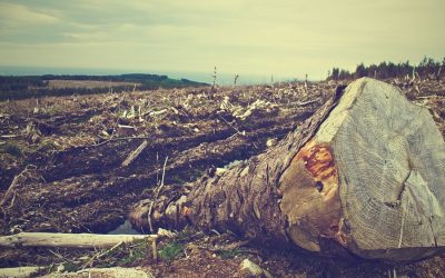 Western eating habits responsible for decimating tropical forests