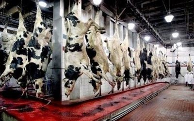 Will Biden crack down on Big-Meat?