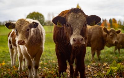 Animal agriculture causes nearly 90{85424e366b324f7465dc80d56c21055464082cc00b76c51558805a981c8fcd63} of all GHG emissions, says report