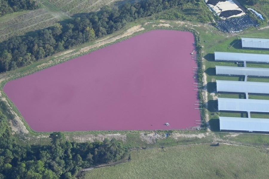 PigFarmWaste