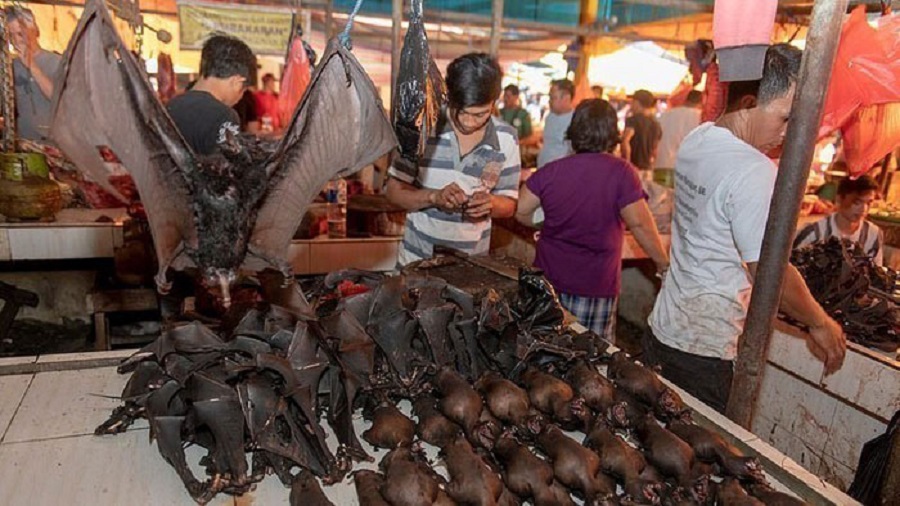 bats in a market AACC