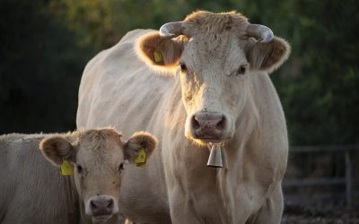 PETA calls for end to abuse of mother cows on dairy farms