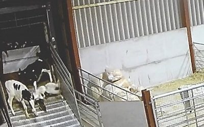 Calves kicked, beaten at UK dairy farm sparking concerns about the welfare of animals farmed for food