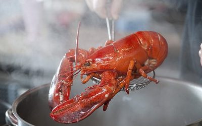 Stop boiling animals alive, says British Veterinary Association