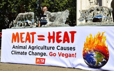 Melting animal ice sculptures outside parliament showing link between animal agriculture and climate change