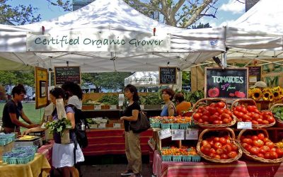What is the low-carbon diet?