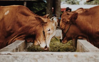Government should be promoting a meat-free lifestyle to protect the environment