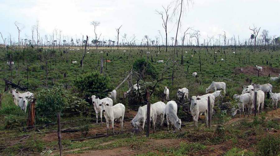 soy and cattle in the amazon