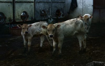 Agriculture responsible for 40{85424e366b324f7465dc80d56c21055464082cc00b76c51558805a981c8fcd63} of global greenhouse gas emissions, says new study