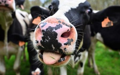 EU farming policy is ineffective on climate change