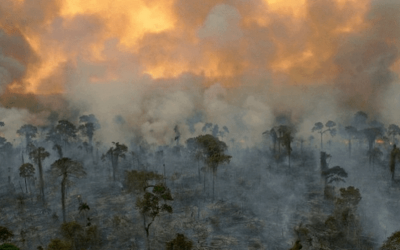 Is the Amazon being turned into a factory for carbon emissions?