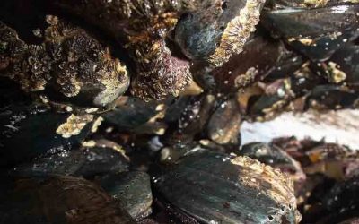 Black abalone under dire threat due to California’s environmental crisis
