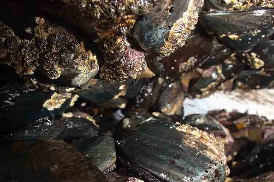 black abalone
