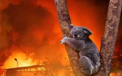 Animals are the biggest victims of the climate crisis