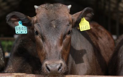 Ending animal agriculture would keep GHG emissions stable for 30 years