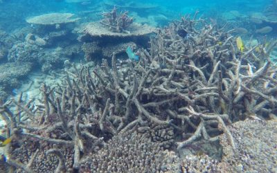 Earth hits its first climate tipping point