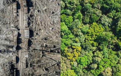 ‘Ecocide’ could soon be considered an International Crime
