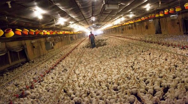 factory farming chickens