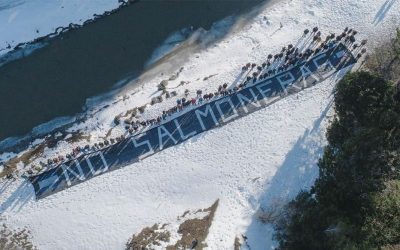 Argentina bans salmon farming in win for campaigners